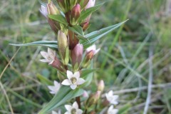 Autumn Gentian (Gentianella amarella), Sprotbrough.