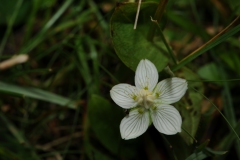 Grass-of-Parnassus (Parnassia palustris), Cressbrookdale, Derbyshire.