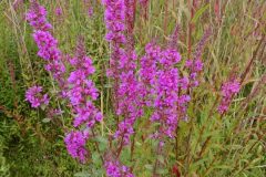 Purple Loosestrife (Lythrum salicaria), Potteric Carr, Doncaster