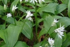 Ramsons (Allium ursinum), Cusworth Hall & Park.