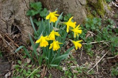 Wild Daffodil (Narcissus pseudonarcissus), YWT Potteric Carr, Doncaster.