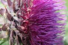Musk Thistle (Cardus nutans), Cadeby.