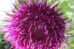 Musk Thistle (Cardus nutans), Cadeby.