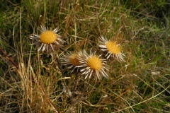 Carline Thistle (Carlina vulgaris), Lindrick Quarry