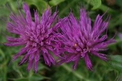 Dwarf Thistle (Cirsium acaule), Hills and Holes nr Marr.