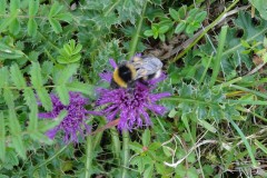 Dwarf Thistle (Cirsium acaule) Long Dale, Derbyshire