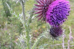 Musk Thistle (Carduus nutans), Norton near Askern.