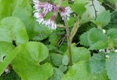 Winter Heliotrope (Petasites fragrans), Trans Pennine Trail, Lower Sprotbrough.