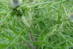 Spear Thistle (Cirsium vulgare), Potteric Carr.