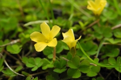 Least Yellow-sorrel (Oxalis exilis), NT Clumber Park.