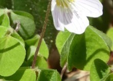 Wood Sorrel (Oxalis acetosella), Melton Wood.