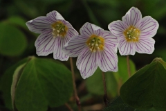 Wood Sorrel (Oxalis acetosella), Barrow Hills NR, Notts.