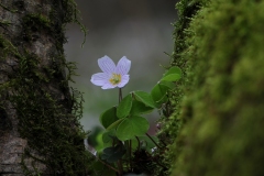 Wood Sorrel (Oxalis acetosella), Danes Hill NR, Notts.
