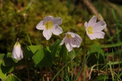 Wood Sorrel (Oxalis acetosella), Barrow Hills NR, Notts.