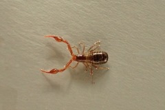Pseudoscorpion (Neobisium carcinoides), Clumber Park, 19 Feb 2026. 
