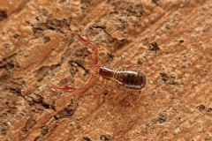 Pseudoscorpion (Neobisium carcinoides), Clumber Park, 19 Feb 2026. 