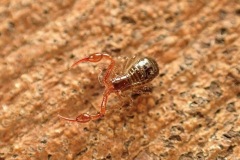 Pseudoscorpion (Neobisium carcinoides), Clumber Park, 19 Feb 2026. 