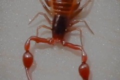 Neobisium carcinoides, Northern Boundary, Thorne Moor (14/01/2018).