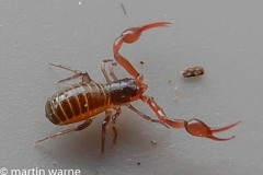 Neobisium carcinoides, Northern Boundary, Thorne Moor. (22/01/2018)