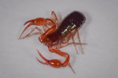 Neobisium carcinoides WPW, Thorne Moor (03/01/2018).