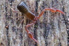 Pseudoscorpion - Neobisium carcinoides, Thorne Moor. 
