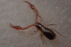 Pseudoscorpion under leaf litter, WPW, Thorne Moor (20/12/2017)