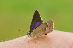 Purple Hairstreak Butterfly. (Image ?) 