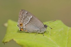 Purple Hairstreak Butterfly. (Image ?) 