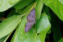 Purple Hairstreak Butterfly. (Image ?) 