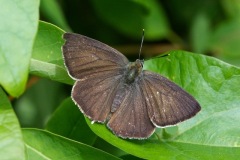 Purple Hairstreak Butterfly. (Image ?) 