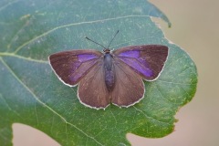 Purple Hairstreak Butterfly. (on ??) 