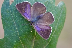 Purple Hairstreak Butterfly. (on ??) 