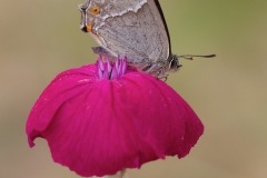 Purple Hairstreak Butterfly. (Image ?) 