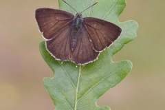 Purple Hairstreak Butterfly. (on Oak leaf) 