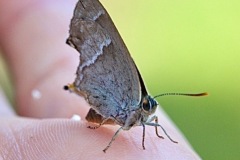 Purple Hairstreak Butterfly. (Image 10) 