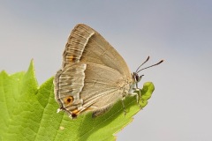 Purple Hairstreak Butterfly. (Image 11) 
