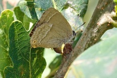 Purple Hairstreak Butterfly. (Image ?) 