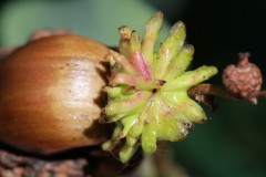Andricus glossualariae agamic generation gall wasp on Pedunculate Oak. An autumn gall not photographed at Langold.
