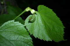 Contarinia tiliarum midge gall  on Lime. Not photographed at Langold.