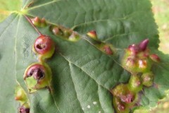 Didymomia tiliacea midge gall  on Lime Not photographed at Langold