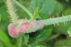 Lasioptera rubi a midge gall on a Bramble stem Langold.