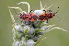 Corizus hyoscyami - Cinnamon Bug, Austerfield.