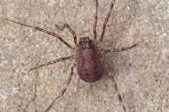 Rilaena triangularis, Rossington Hall, SK643 966. (02-03-26).