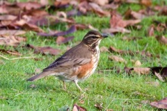 Redwing (Turdus lliacus).