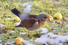 Fieldfare (Turdus pilaris)