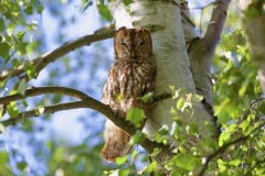 Tawny Owl roosting during day