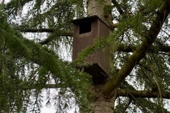 Tawny Owl nest box. 