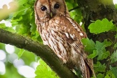 Tawny Owl 