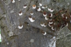Colony of Scale Insects