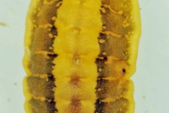 Lecanopsis formicarum  (female). 